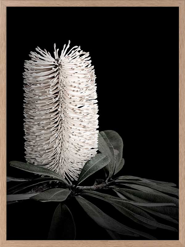 White Banksia I Poster Framed Art Print