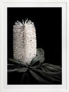 White Banksia I Poster Framed Art Print
