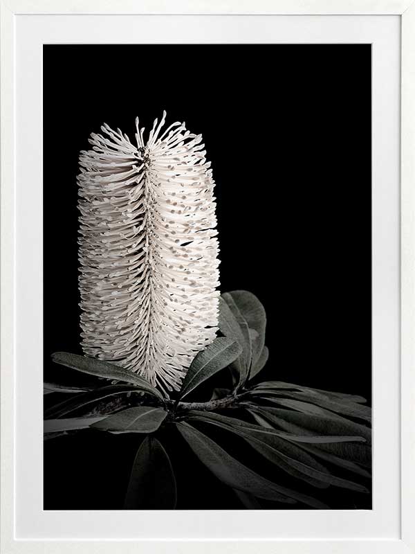 White Banksia I Poster Framed Art Print