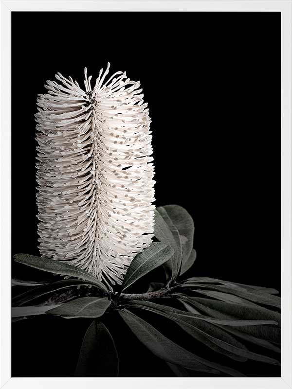 White Banksia I Poster Framed Art Print