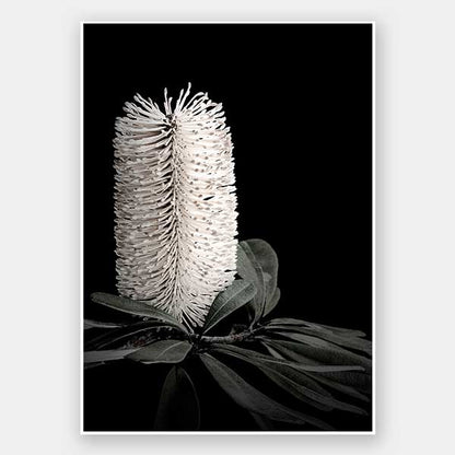 White Banksia I Unframed Art Print