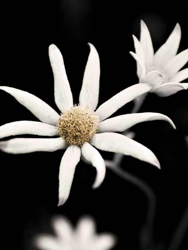 Flannel Flower Canvas Art Print