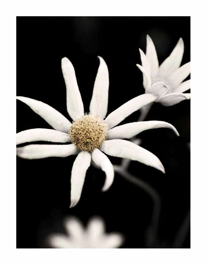 Close-up of the Flannel Flower with a textured yellow center on a dark background. The Urban Road unframed art print features quality giclee printing, offering a contemporary style perfect for modern spaces.
