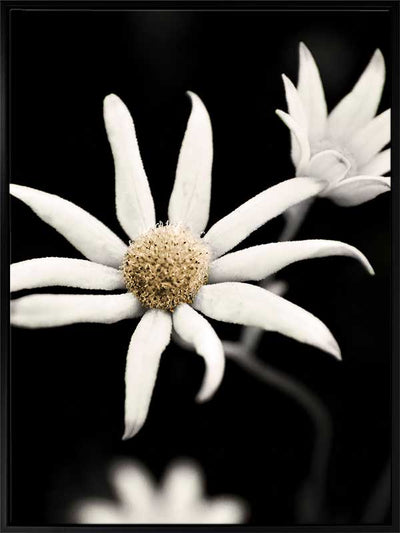 Flannel Flower Canvas Art Print