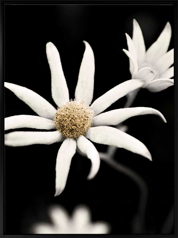 Flannel Flower Canvas Art Print