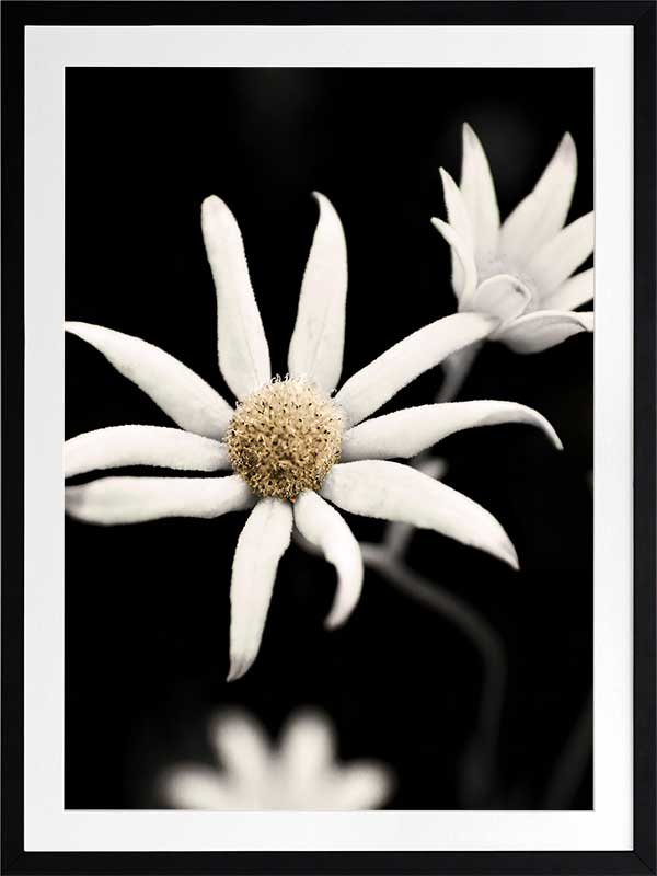 Flannel Flower Poster Framed Art Print