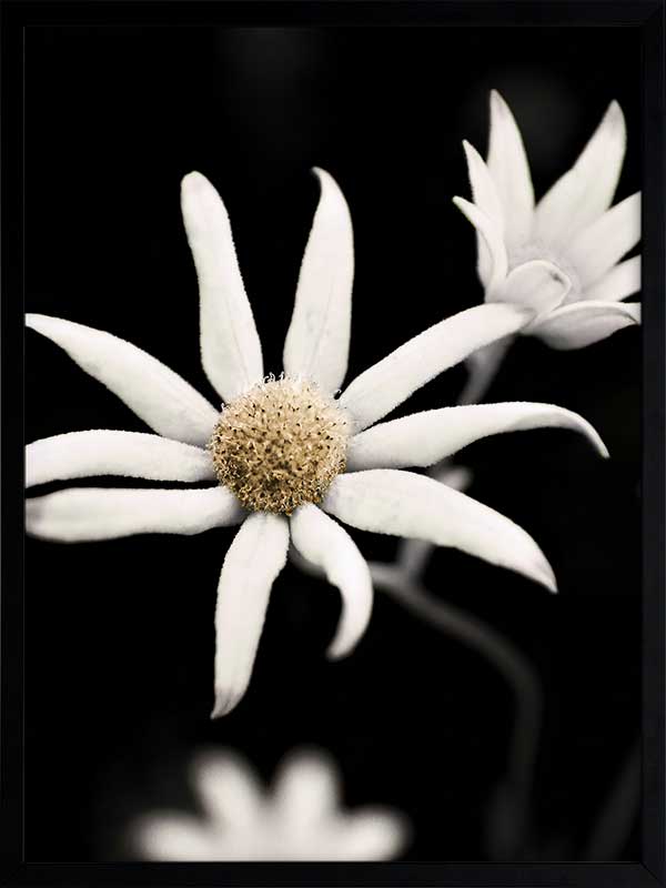 Flannel Flower Poster Framed Art Print