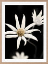 Flannel Flower Poster Framed Art Print