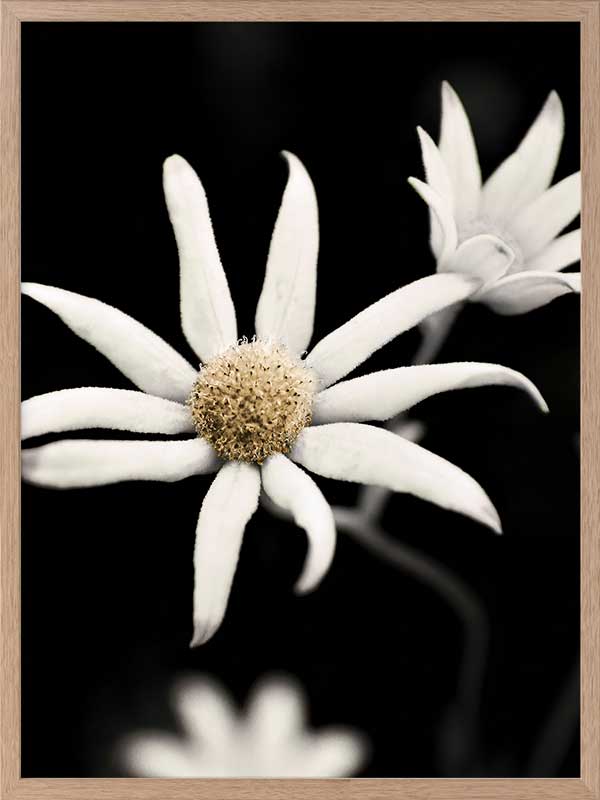 Flannel Flower Poster Framed Art Print