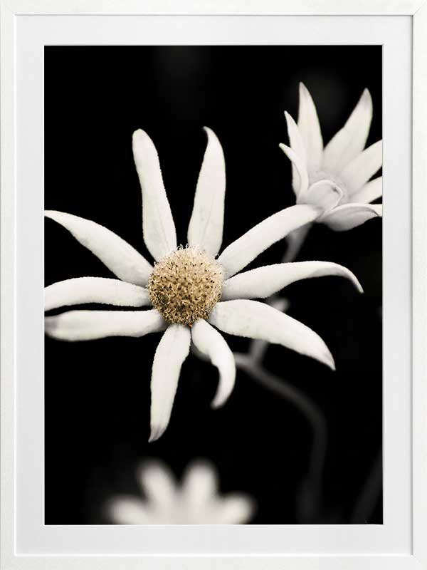 Flannel Flower Poster Framed Art Print