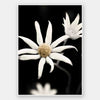 Flannel Flower Unframed Art Print