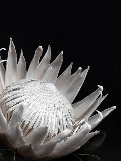 White Protea Canvas Art Print