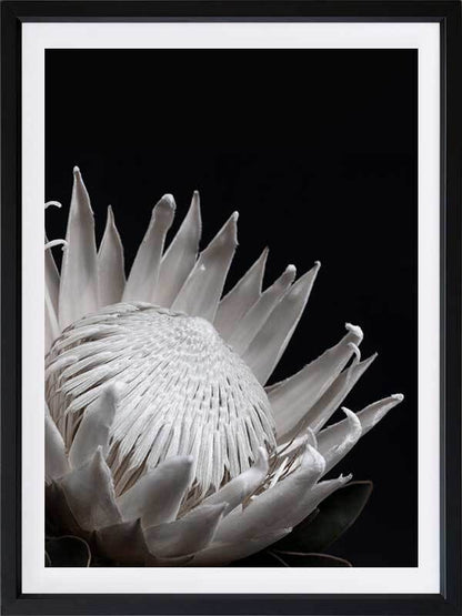 White Protea Poster