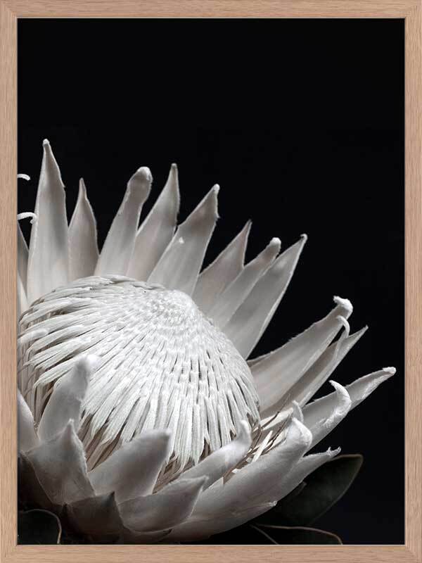 White Protea Poster