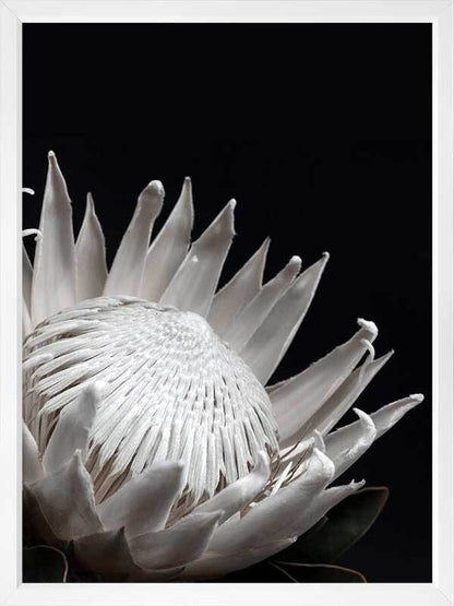 White Protea Poster