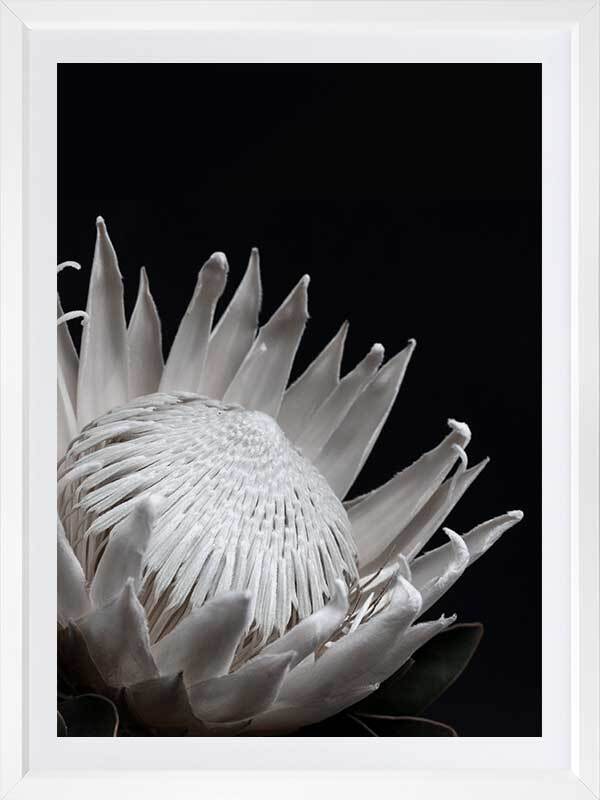 White Protea Poster