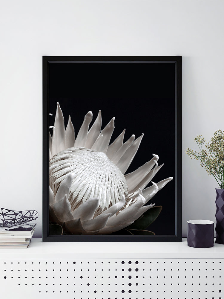 White Protea Poster