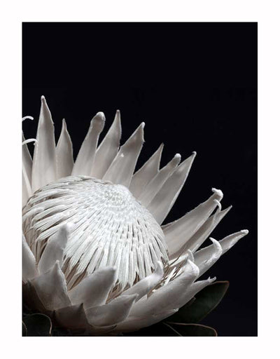 The White Protea Unframed Art Print by Urban Road features a close-up of the elegant white protea with pointed petals and an intricate center, set against a solid black background for striking contrast.