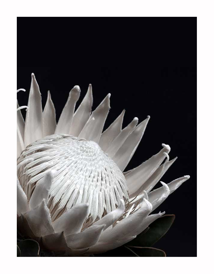 The White Protea Unframed Art Print by Urban Road features a close-up of the elegant white protea with pointed petals and an intricate center, set against a solid black background for striking contrast.