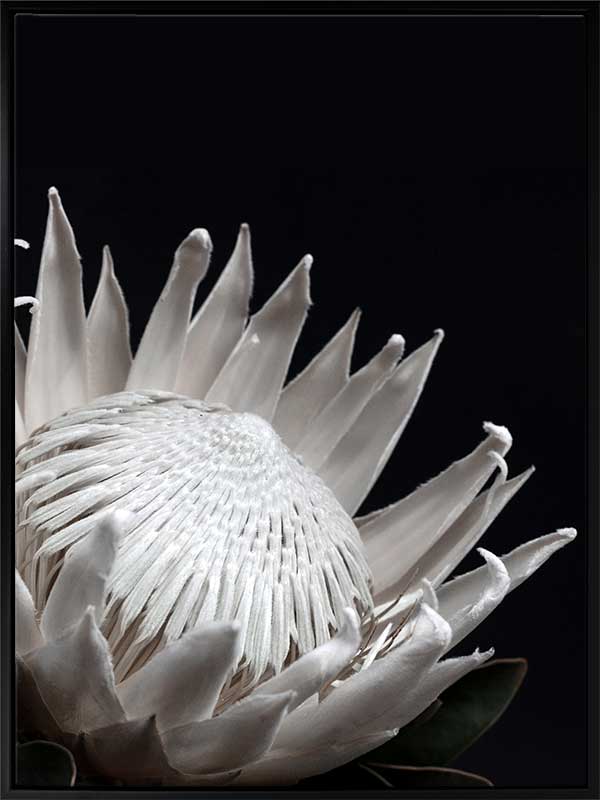White Protea Canvas Art Print