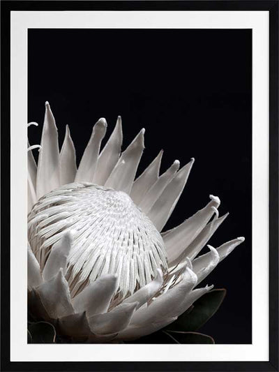 White Protea Poster Framed Art Print