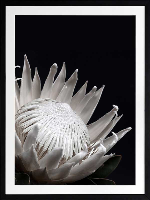 White Protea Poster Framed Art Print
