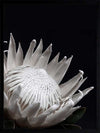 White Protea Poster Framed Art Print