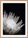 White Protea Poster Framed Art Print