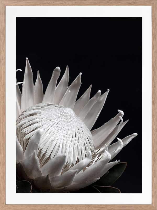 White Protea Poster Framed Art Print