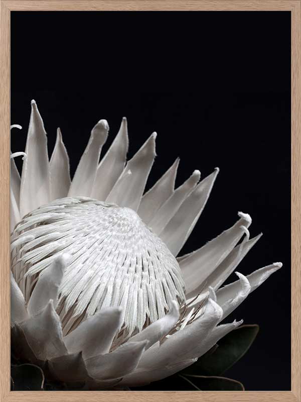 White Protea Poster Framed Art Print