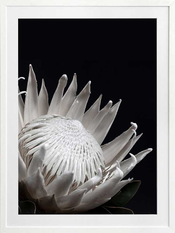 White Protea Poster Framed Art Print