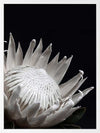 White Protea Poster Framed Art Print