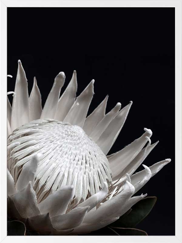 White Protea Poster Framed Art Print