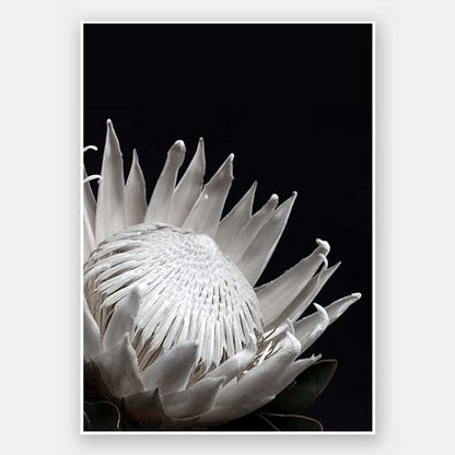 White Protea Unframed Art Print