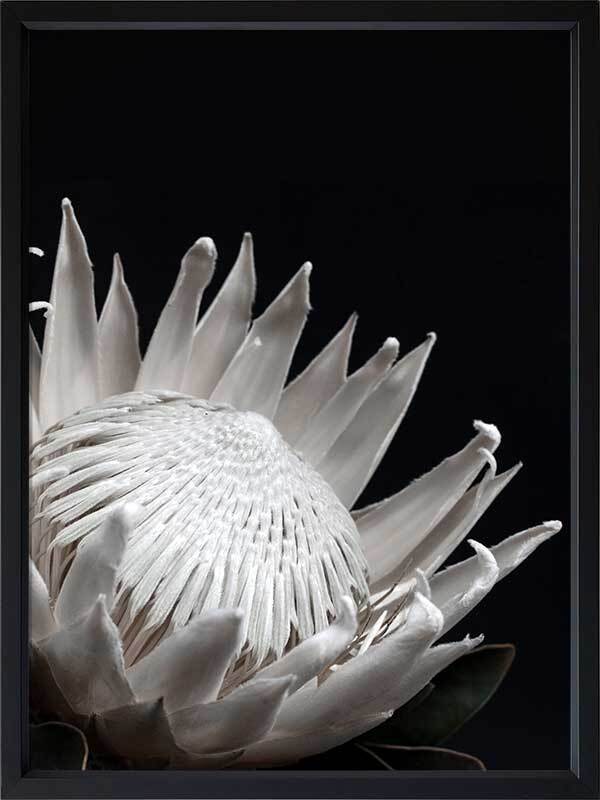 White Protea Poster