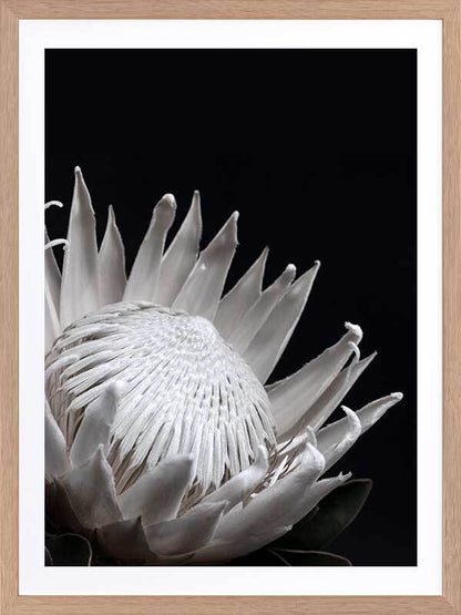 White Protea Poster