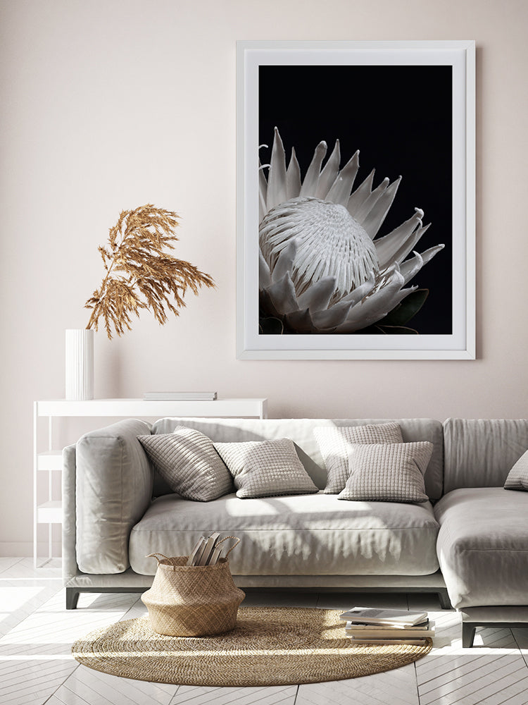 White Protea Poster