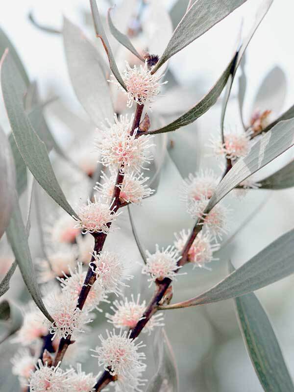 Hakea Flowers Canvas Art Print