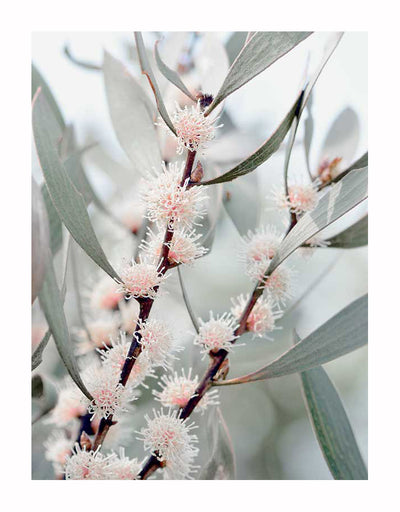 The Hakea Flowers Unframed Art Print by Urban Road showcases a detailed branch with slender gray-green leaves and clusters of fluffy white hakea flowers with pinkish centers.