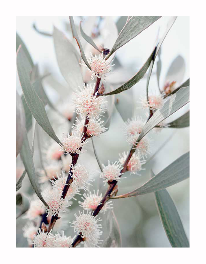 The Hakea Flowers Unframed Art Print by Urban Road showcases a detailed branch with slender gray-green leaves and clusters of fluffy white hakea flowers with pinkish centers.