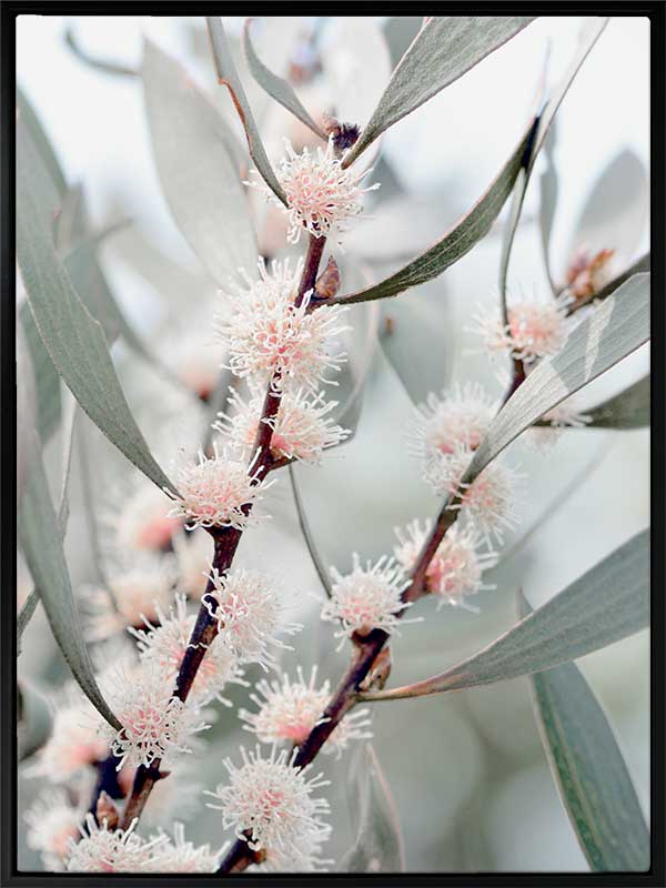Hakea Flowers Canvas Art Print