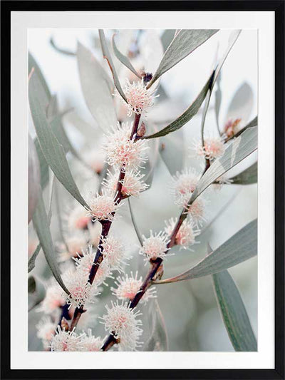 Hakea Flowers Poster Framed Art Print