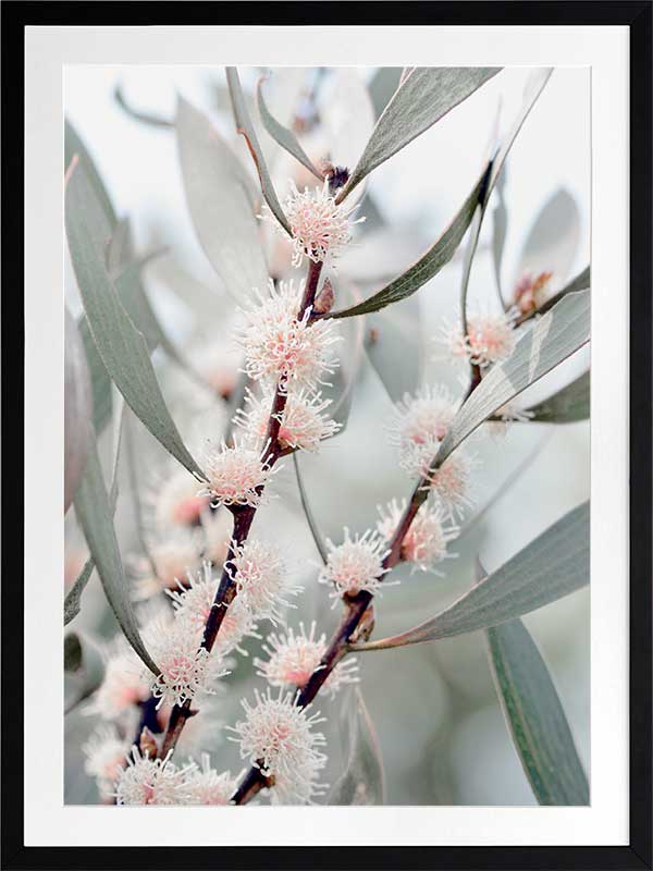 Hakea Flowers Poster Framed Art Print