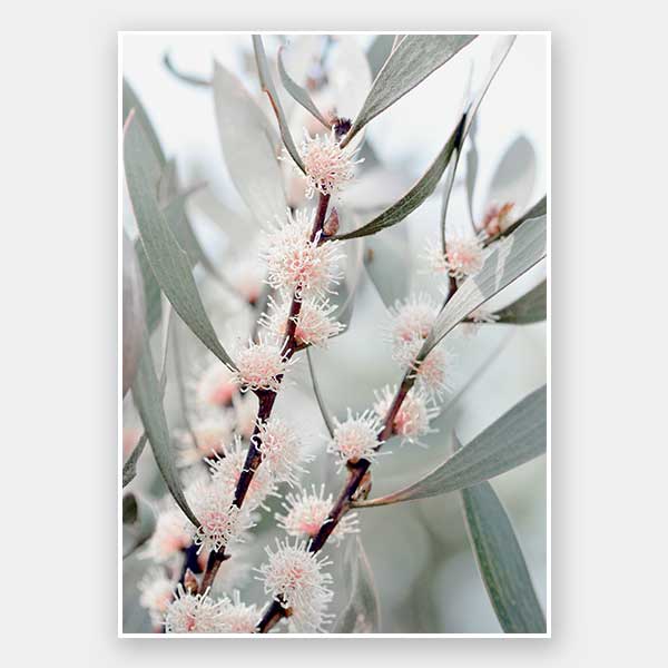 Hakea Flowers Unframed Art Print