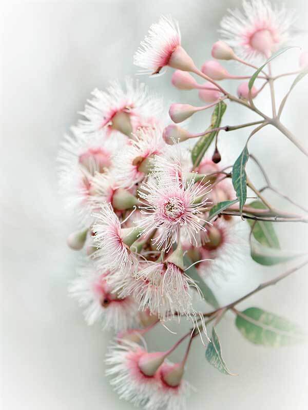Gum Tree Blossoms Canvas Art Print