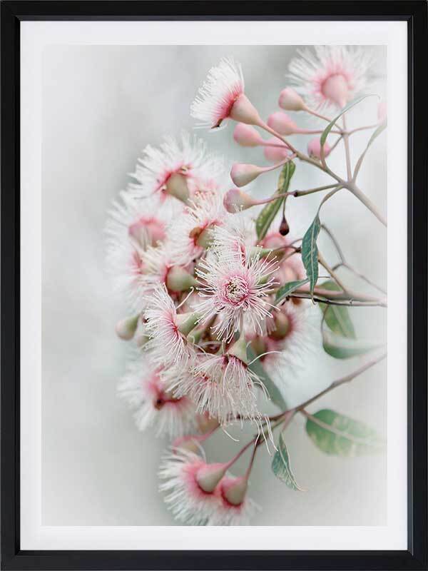 Gum Tree Blossoms Poster