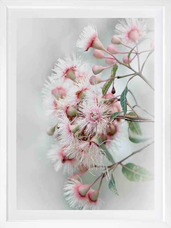 Gum Tree Blossoms Poster