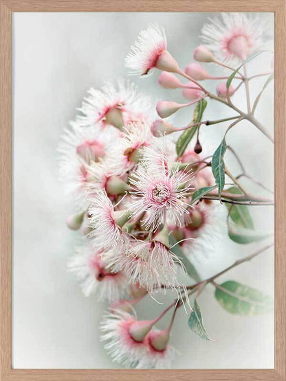 Gum Tree Blossoms Poster