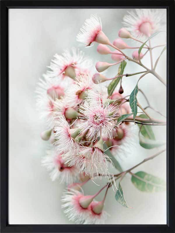 Gum Tree Blossoms Poster