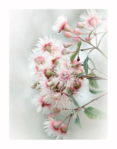 The Gum Tree Blossoms Unframed Art Print by Urban Road features a delicate cluster of pale pink and white native blossoms, with fringed petals and green leaves, set against a soft, blurred background.